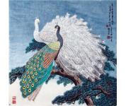 绿白孔雀 